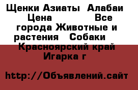 Щенки Азиаты (Алабаи) › Цена ­ 20 000 - Все города Животные и растения » Собаки   . Красноярский край,Игарка г.